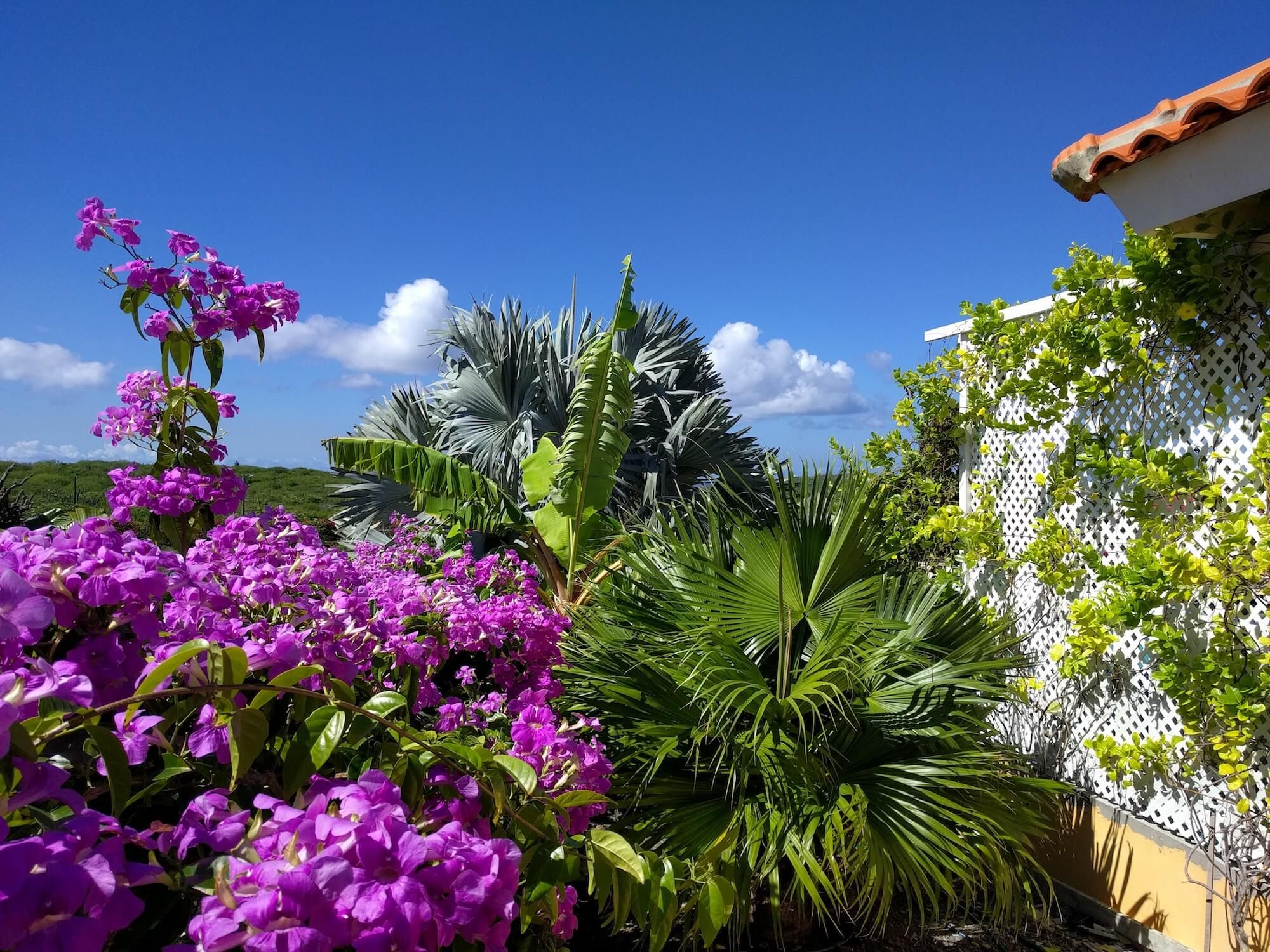 Lila Bougainvillea und Palmen im Garten neben dem Haus