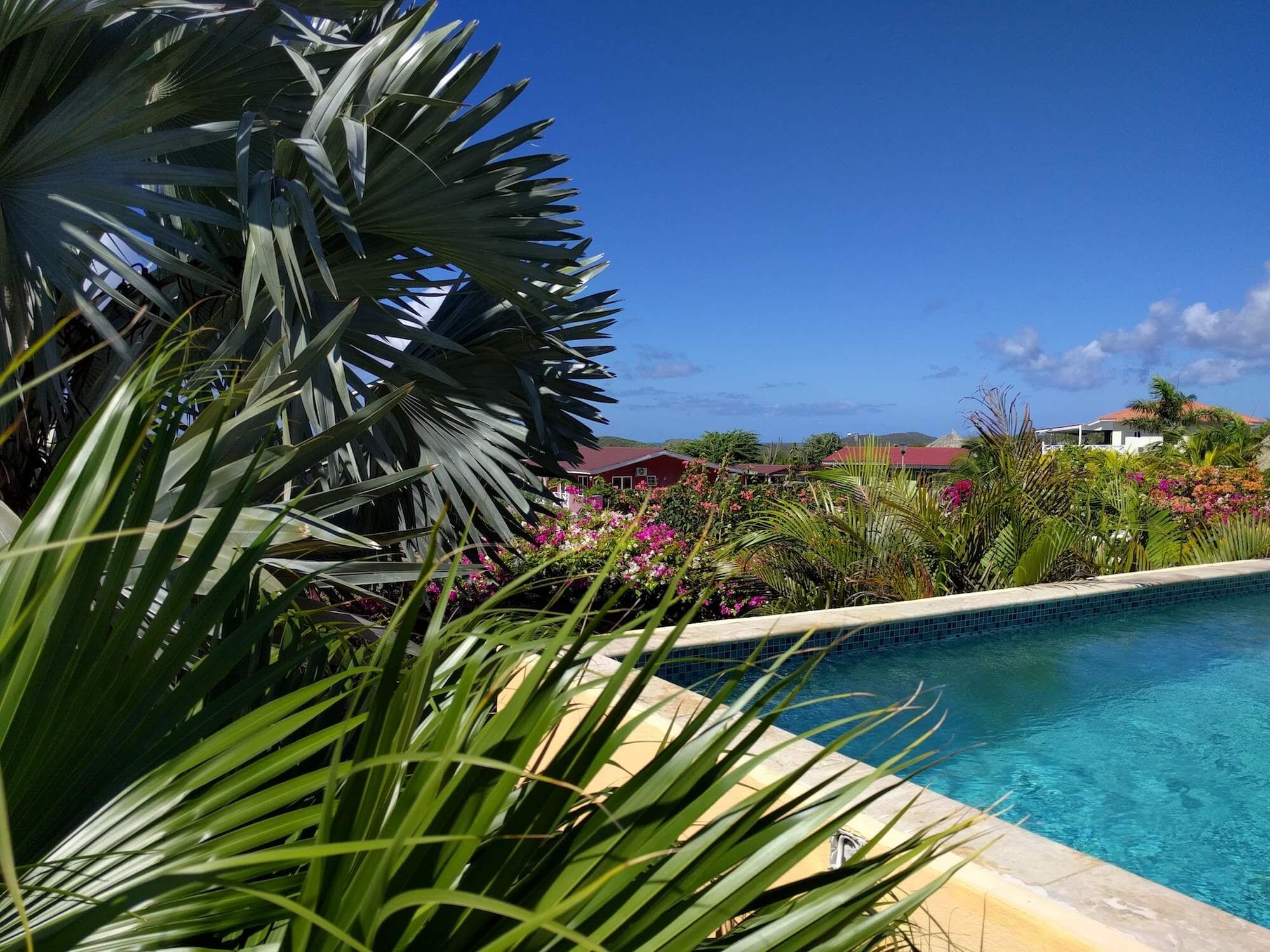 Palmwedel im Vordergrund und der Pool mit Blick über die Hügel
