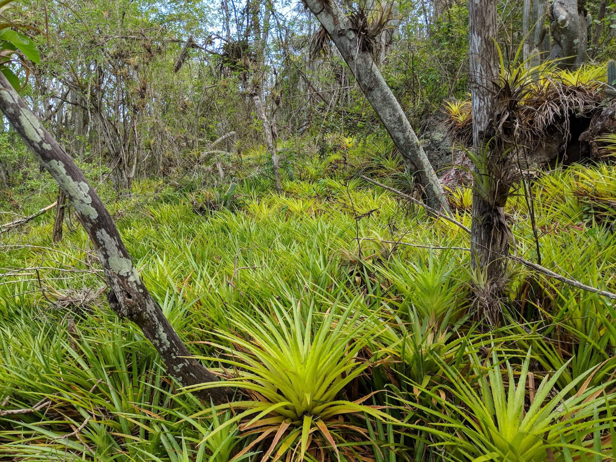 Bromelien und dichter grüner Wald am Christoffelberg