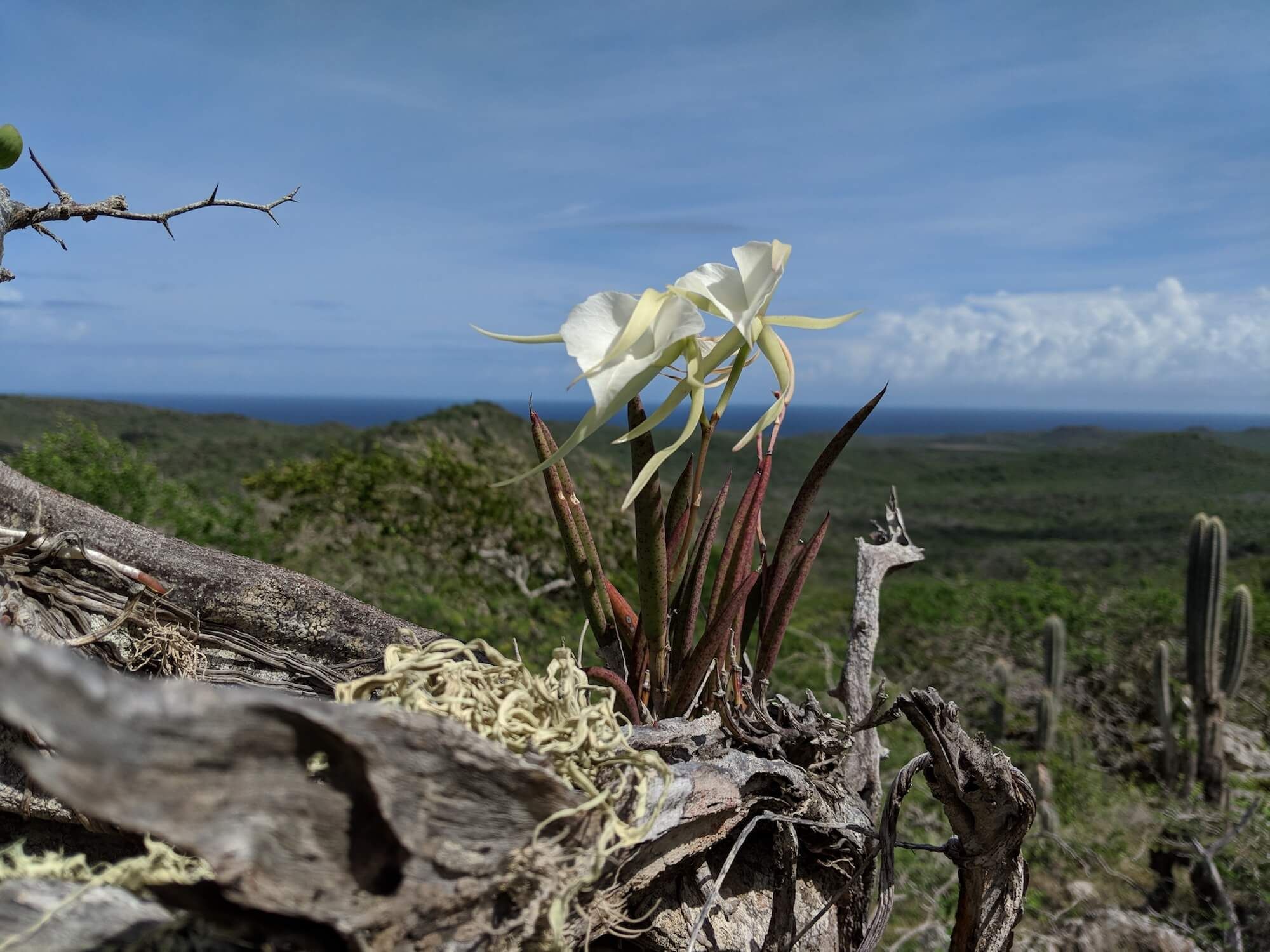 Eine weiße Orchidee auf einem Ast am Christoffelberg, in der Ferne das Meer